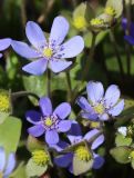 Hepatica nobilis