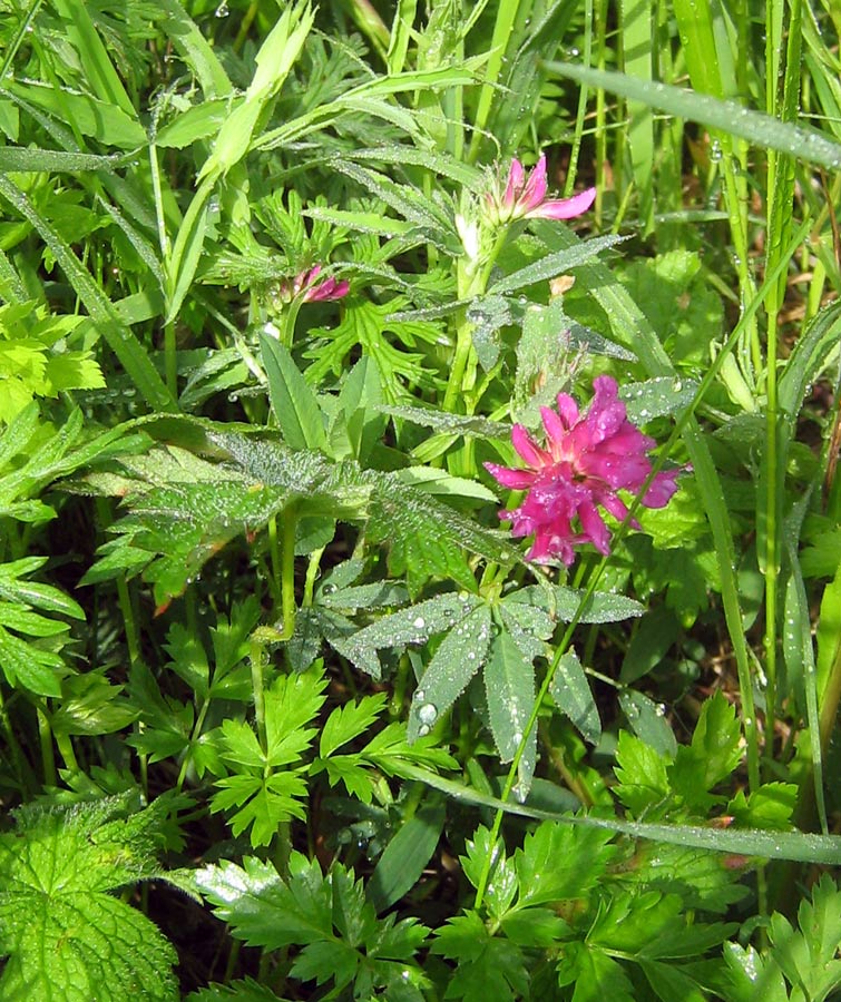 Image of Trifolium lupinaster specimen.