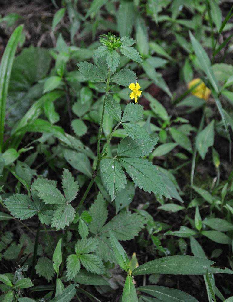 Изображение особи Potentilla cryptotaeniae.