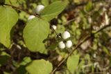 Symphoricarpos albus variety laevigatus. Побег с плодами. Московская обл., г. Королёв, мкр. Текстильщик, ул. Калининградская, в культуре. 16.10.2022.