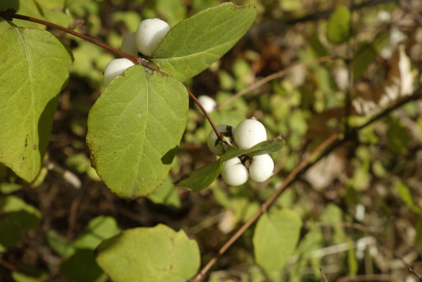 Image of Symphoricarpos albus var. laevigatus specimen.