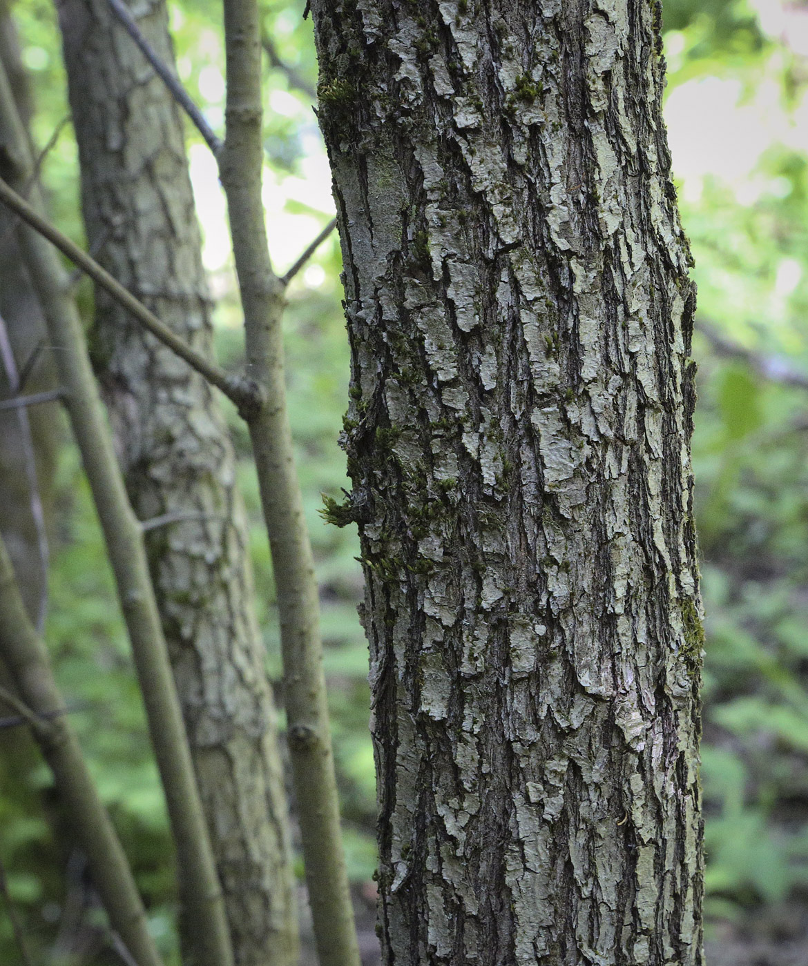 Image of genus Crataegus specimen.