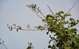 Rubus sanctus. Верхушка ветви с остатками прошлогодних сухих соплодий. Дагестан, Магарамкентский р-н, окр. с. Приморский, окраина песчаного пляжа, заросли кустарников. 05.05.2022.