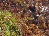 Pedicularis nasuta. Листья над водой. Магаданская обл., Ольский р-н, руч. Наледный. 19.07.2020.