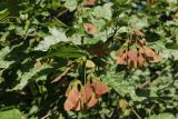 Acer ginnala
