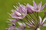 Allium maximowiczii