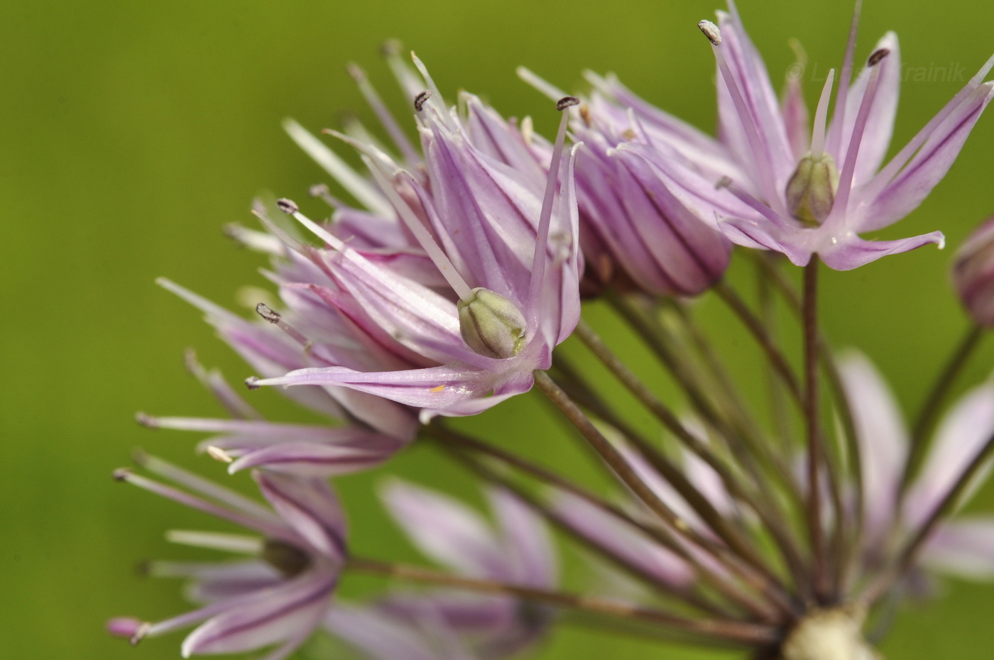 Image of Allium maximowiczii specimen.