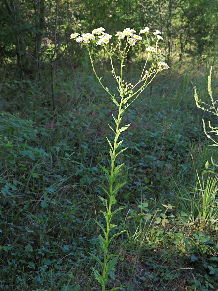 Image of Erigeron annuus specimen.