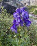 Aconitum nasutum. Верхушка цветущего растения. Карачаево-Черкесия, Урупский р-н, Кавказский биосферный заповедник, Имеретинское ущелье, ≈ 2200 м н.у.м., скалы под Верхним Имеретинским водопадом, среди ивовых кустов. 28.07.2022.