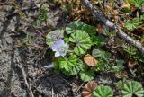 Malva neglecta