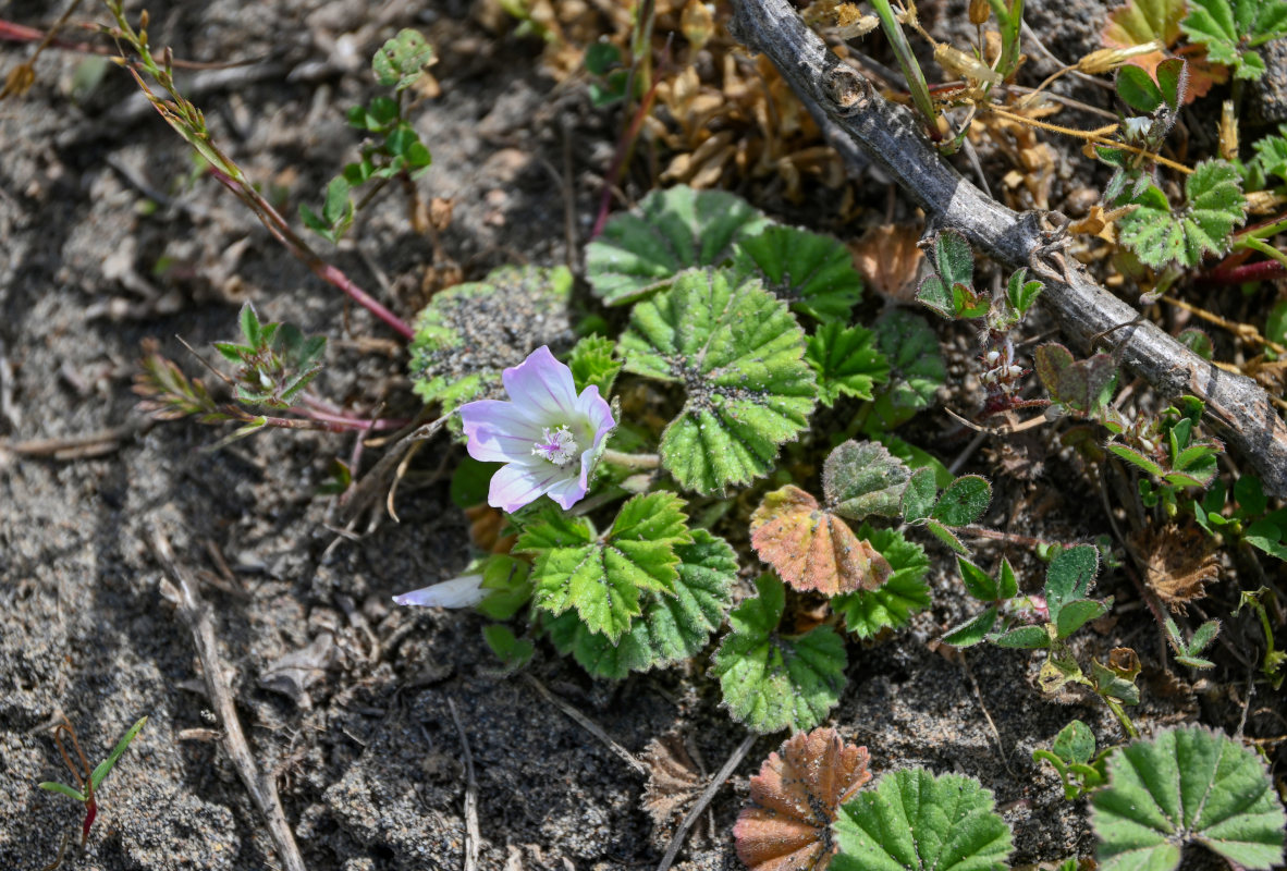 Image of Malva neglecta specimen.