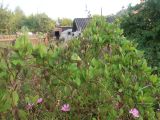 Cobaea scandens. Бутонизирующее растение. Тверская обл., Весьегонск, в культуре. 24 августа 2022 г.