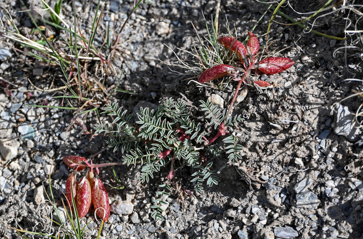 Изображение особи Astragalus beketowii.