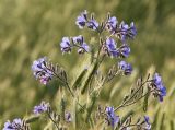 Anchusa azurea