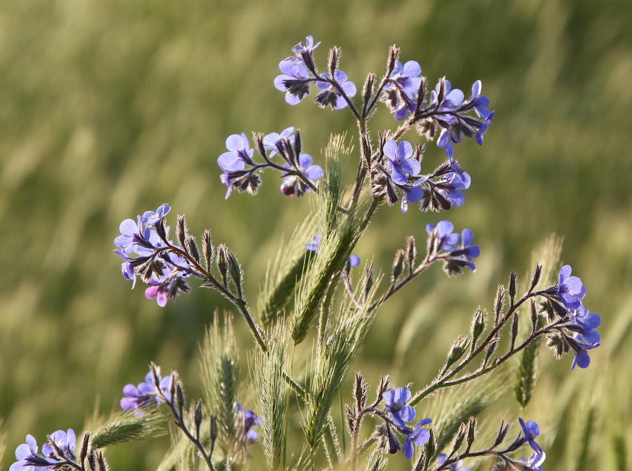 Image of Anchusa azurea specimen.