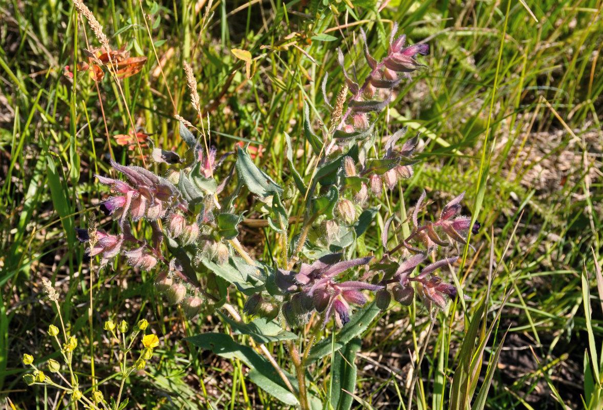 Image of Nonea rossica specimen.