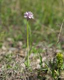 Neotinea tridentata. Цветущее растение. Краснодарский край, Крымский р-н, окр. станицы Неберджаевская, ур. Темрючки, заброшенный мергелевый карьер, на отвале грунта. 05.05.2023.