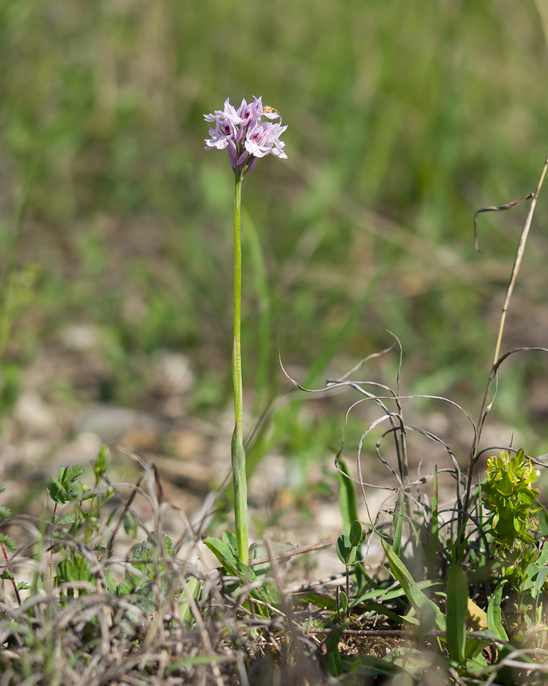 Изображение особи Neotinea tridentata.