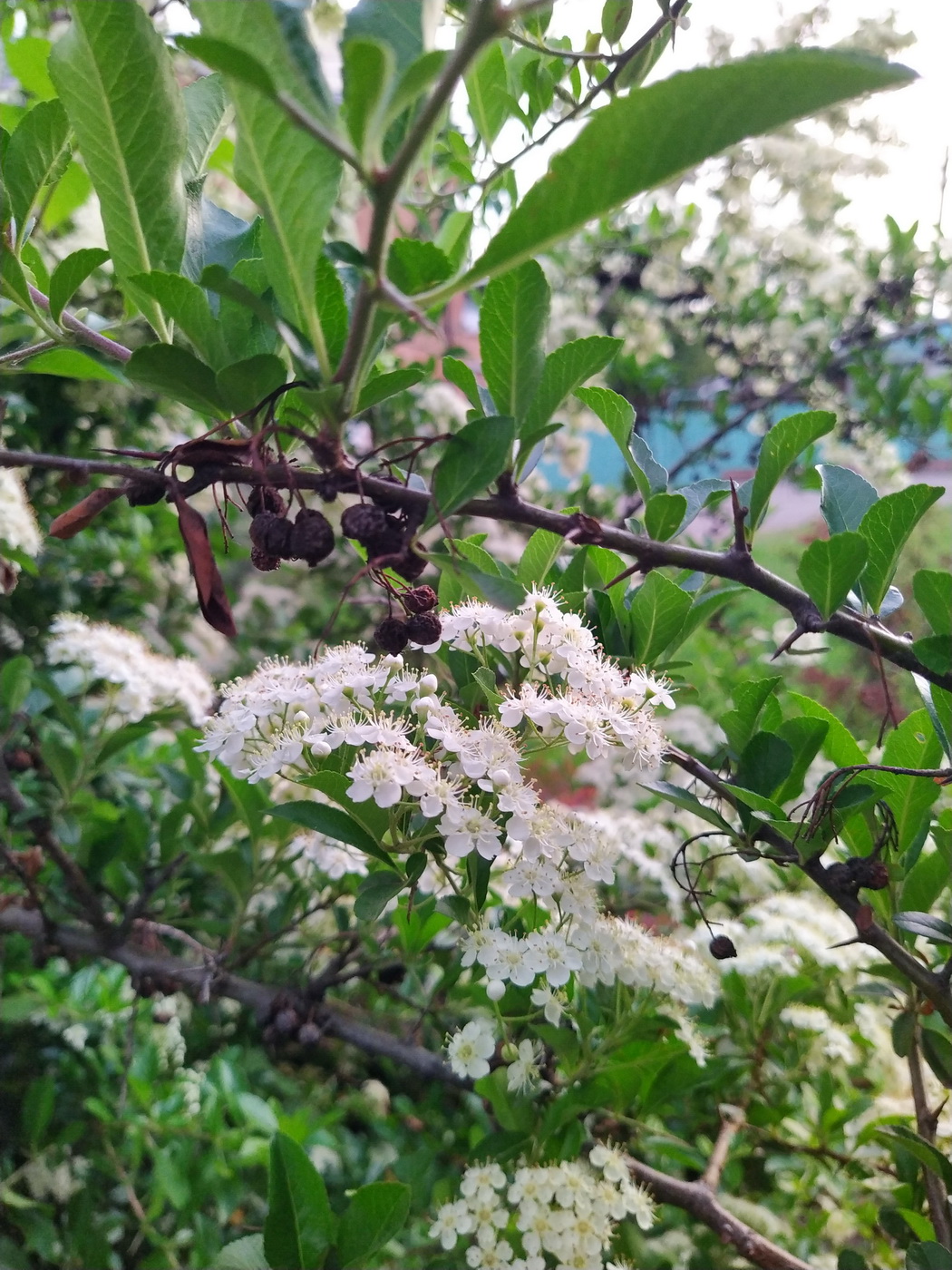 Изображение особи род Pyracantha.