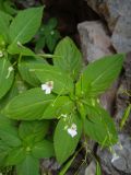 Impatiens parviflora