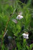 Vaccinium vitis-idaea. Верхушка побега с соцветием. Карельский перешеек, окр. Сертолово. 05.06.2021.