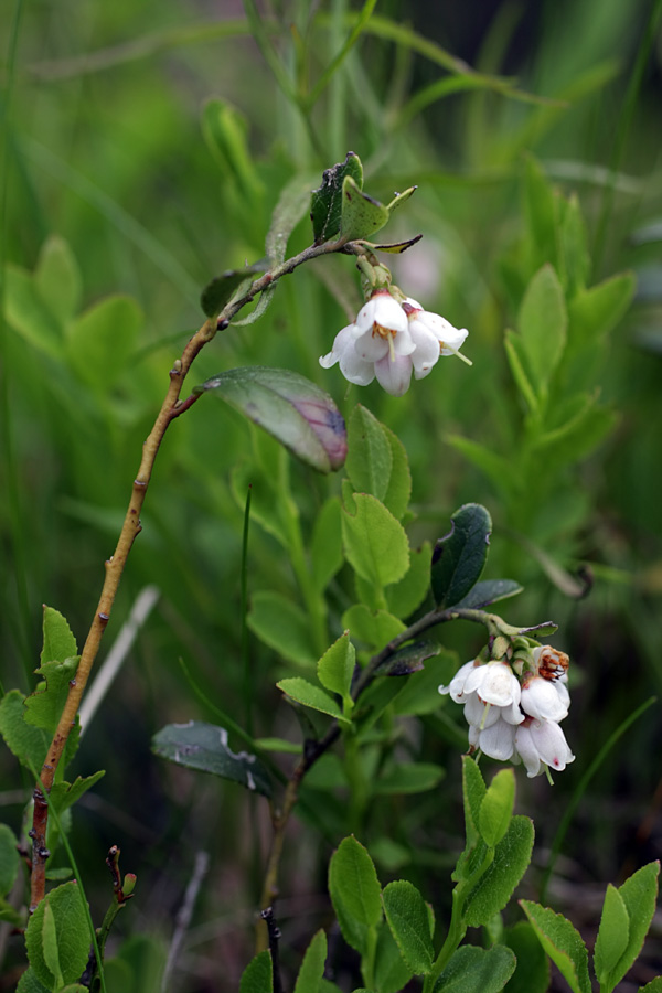 Image of Vaccinium vitis-idaea specimen.