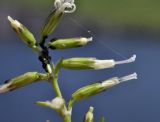 Silene foliosa. Часть соцветия с питающимися тлями. Приморье, Хасанский р-н, окр. Славянского гор. пос., юго-восточная сторона полуострова, бровка скального обрыва. 12.07.2023.