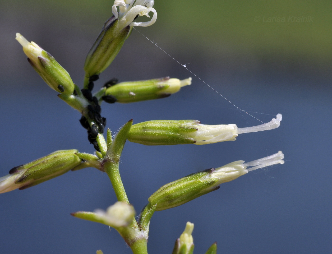 Image of Silene foliosa specimen.