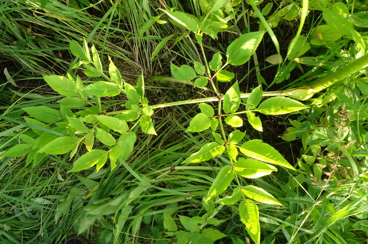Изображение особи Angelica sylvestris.