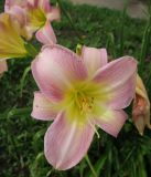 Hemerocallis × hybrida. Цветок. Московская обл., г. Павловский Посад, в культуре. 30.07.2023.