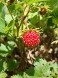 Fragaria orientalis. Плод. Хабаровский край, окр. г. Комсомольск-на-Амуре, смешанный лес с преобладанием берёзы. 18.06.2023.