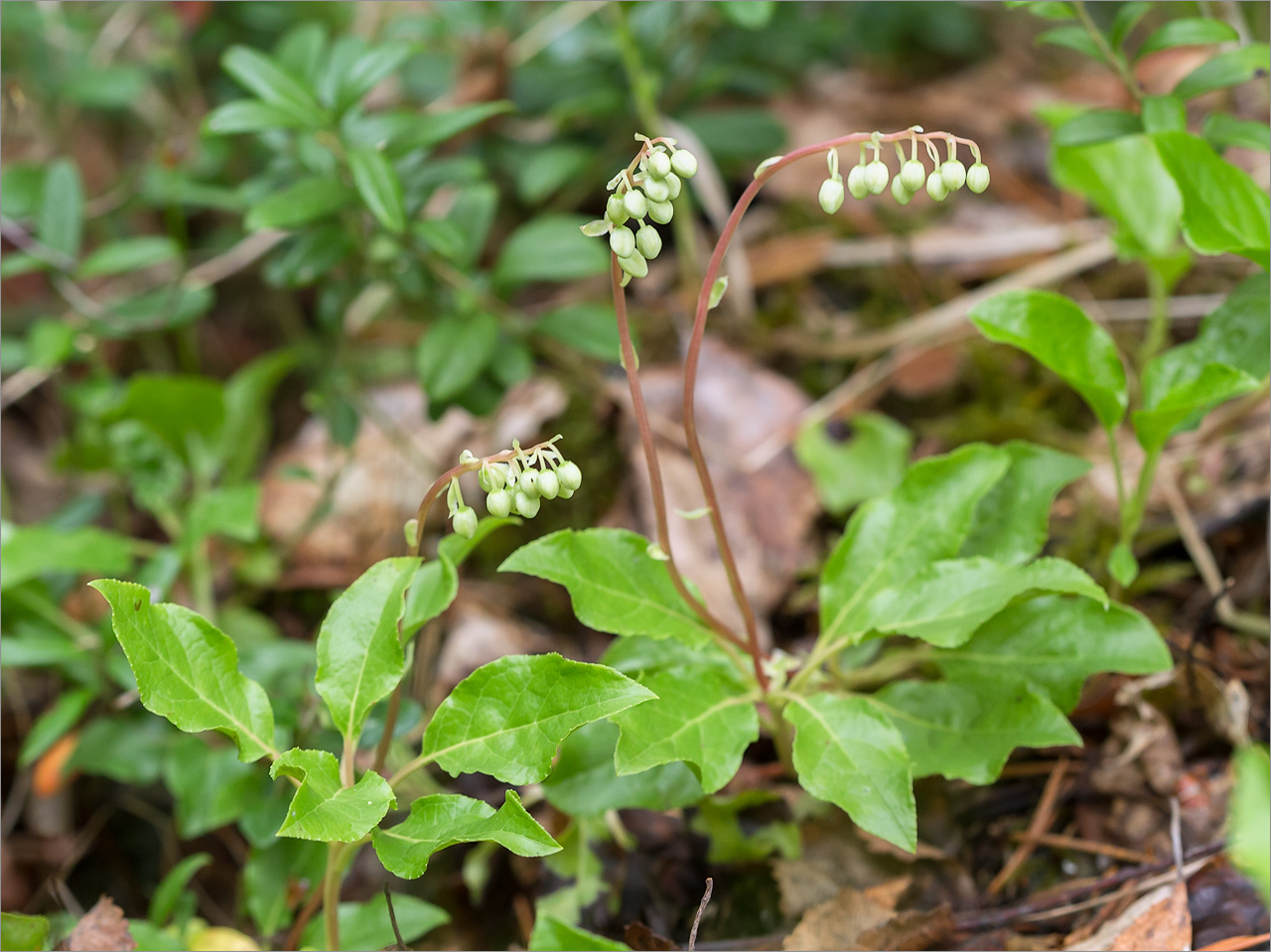 Изображение особи Orthilia secunda.