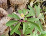 Anemone ranunculoides. Растение с бутоном. Тульская обл., Заокский р-н, Бутиково, опушка леса. 16.04.2023.