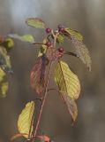 Frangula alnus