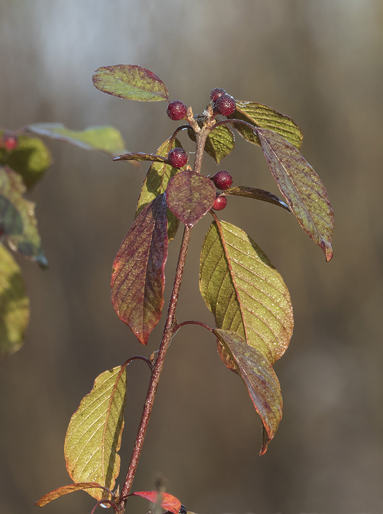 Изображение особи Frangula alnus.