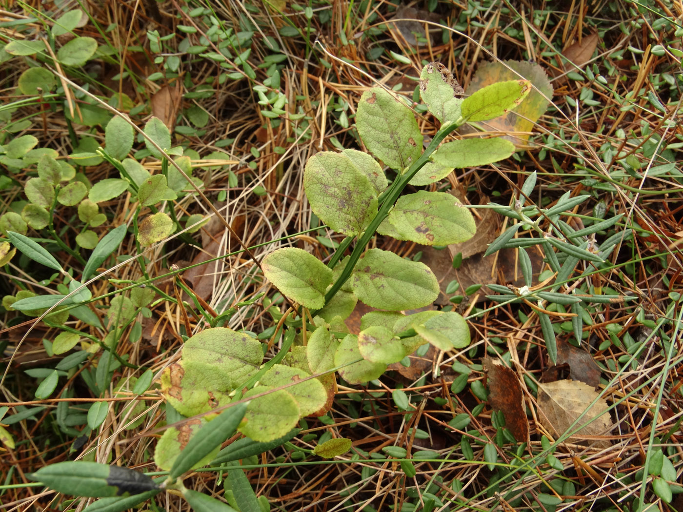 Image of genus Vaccinium specimen.