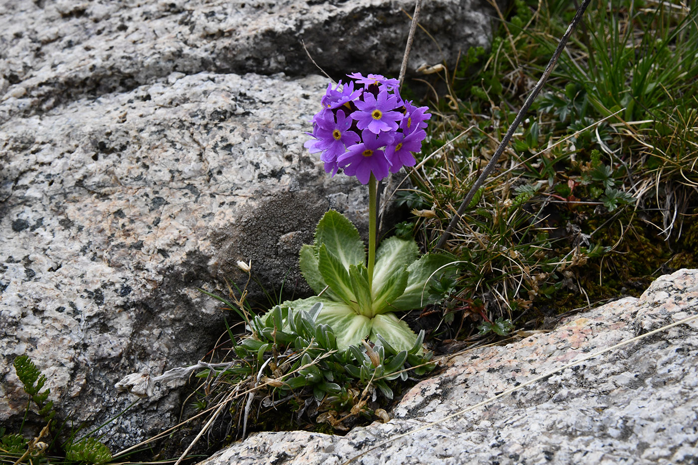 Image of Primula algida specimen.