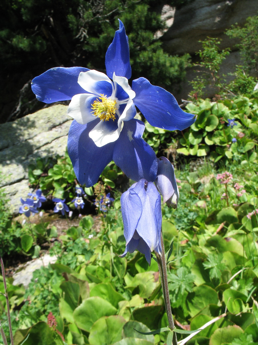 Изображение особи Aquilegia jucunda.