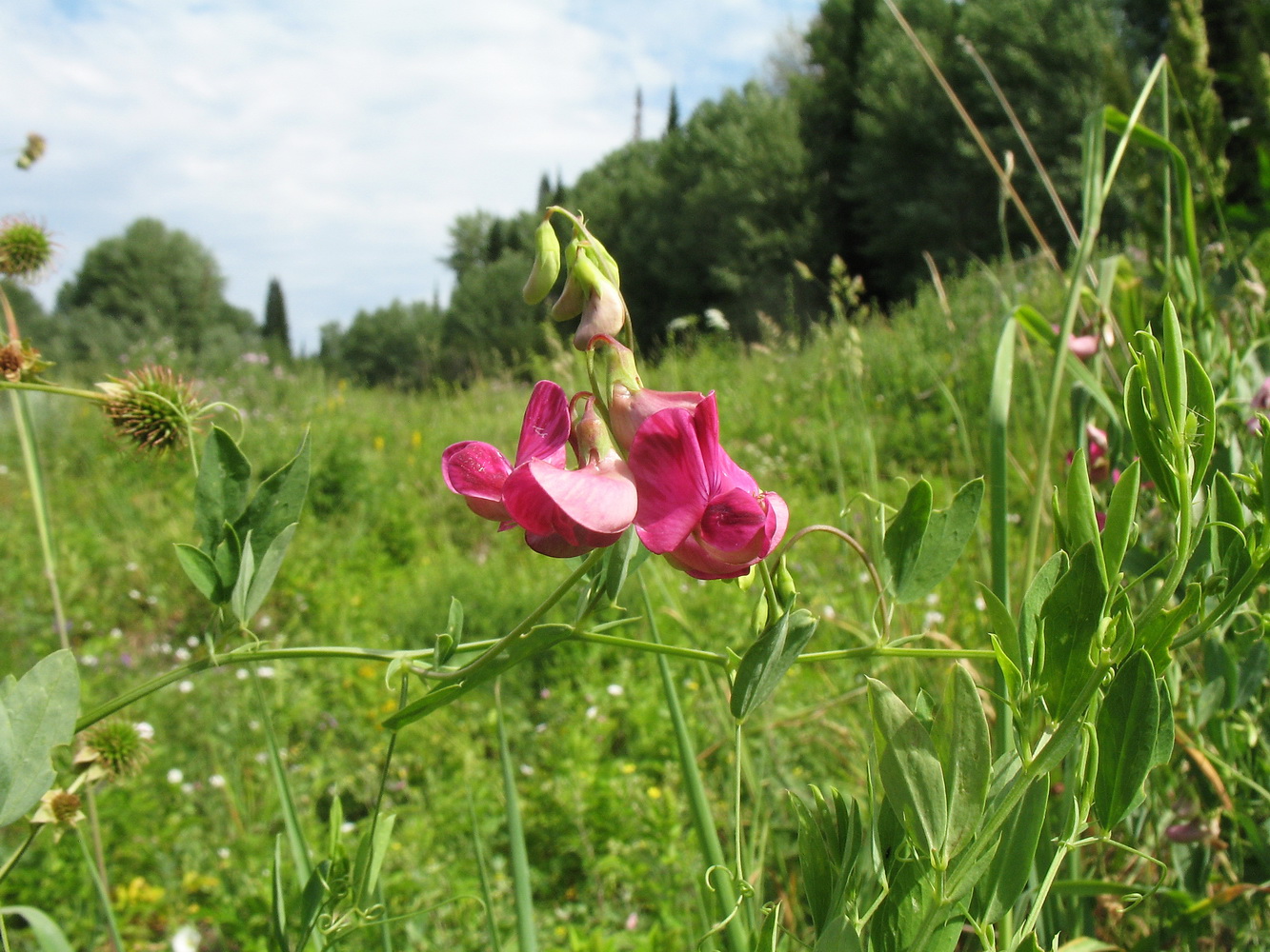 Изображение особи Lathyrus tuberosus.