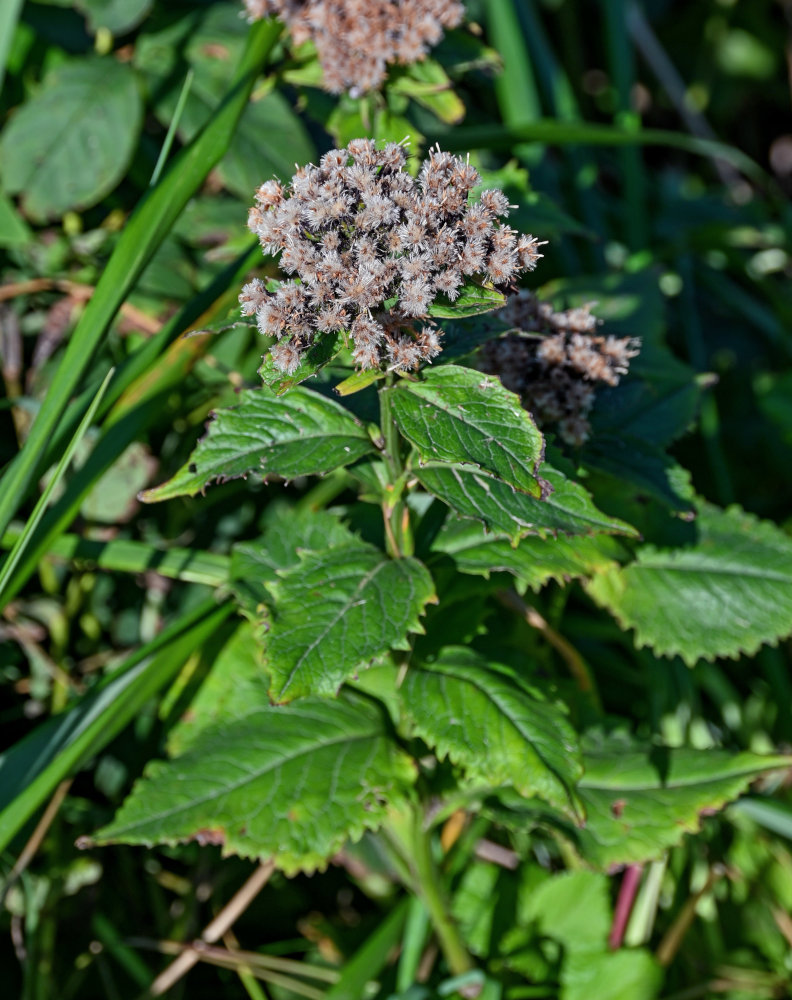 Изображение особи Saussurea riederii.
