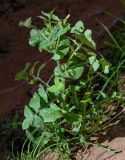 Sonchus oleraceus