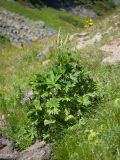 Aconitum orientale. Цветущее растение. Карачаево-Черкесия, Урупский р-н, хр. Загедан, долина реки Загедан, ≈ 2300 м н.у.м., субальпийский луг. 10.08.2023.