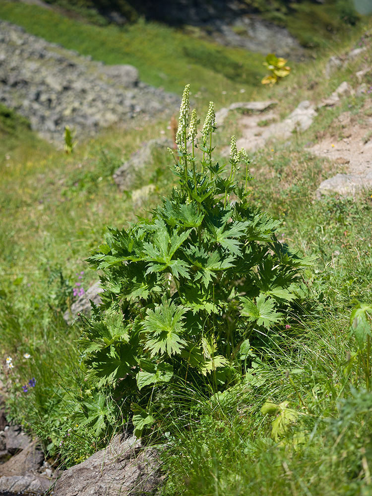 Image of Aconitum orientale specimen.