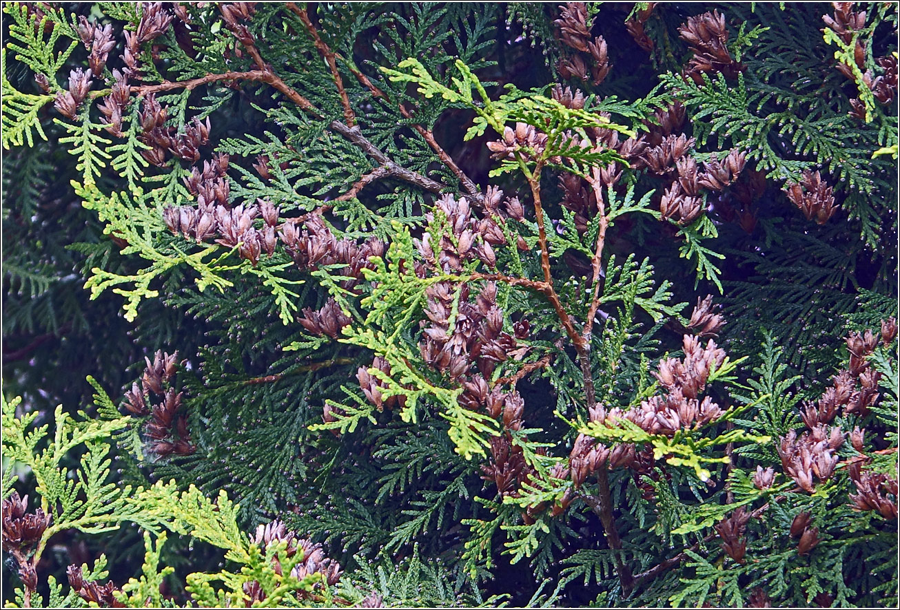 Image of Thuja occidentalis specimen.