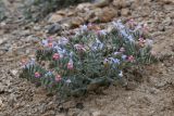 Arnebia obovata. Цветущее растение. Таджикистан, Согдийская обл., Исфара, пестроцветы. 1 мая 2023 г.
