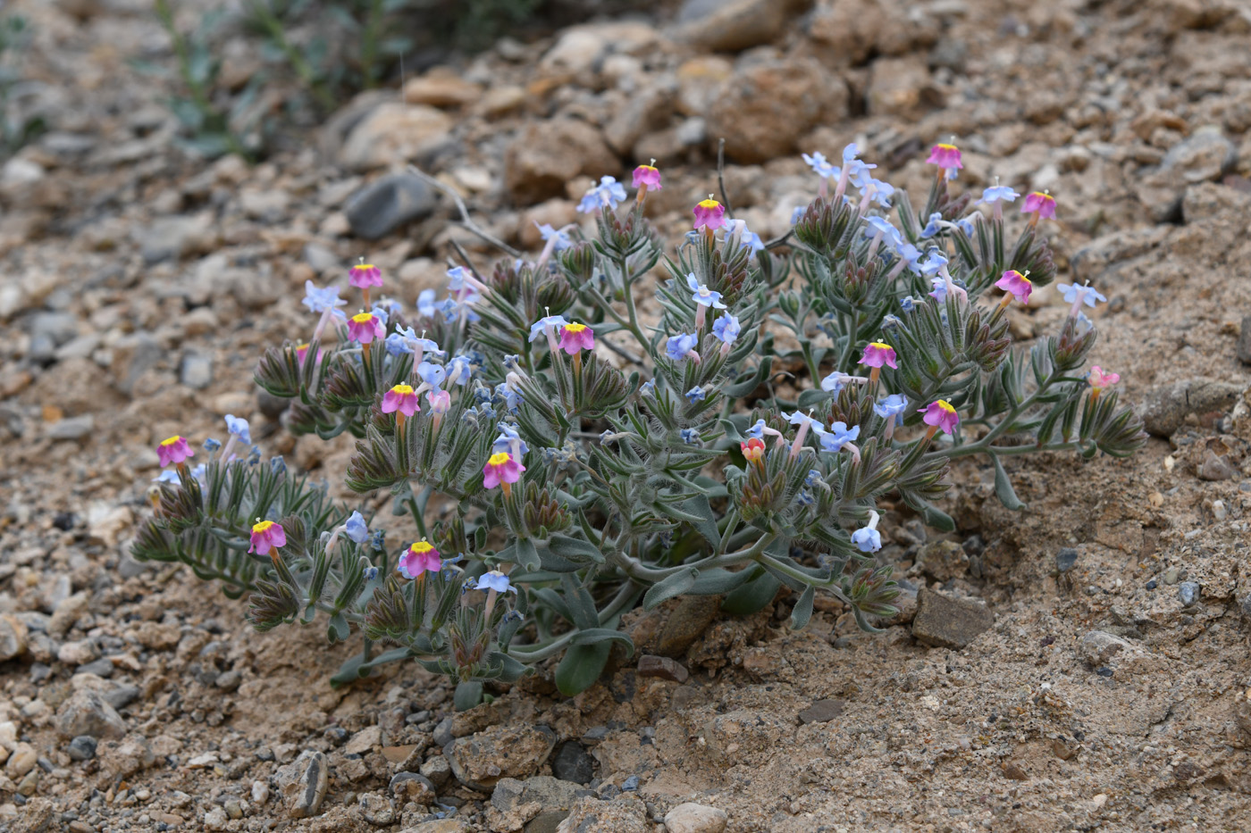 Изображение особи Arnebia obovata.