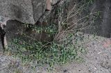 Zygophyllum fabago. Плодоносящее растение. Армения, г. Ереван, р-н Эребуни, холм Арин-Берд, сухой склон, у подножия каменной стены. 20.06.2023.