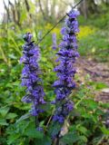 Ajuga reptans. Соцветия. Краснодарский край, г/о Сочи, Хостинский р-н, гора Бытха, восточный склон, широколиственный лес. 02.04.2024.