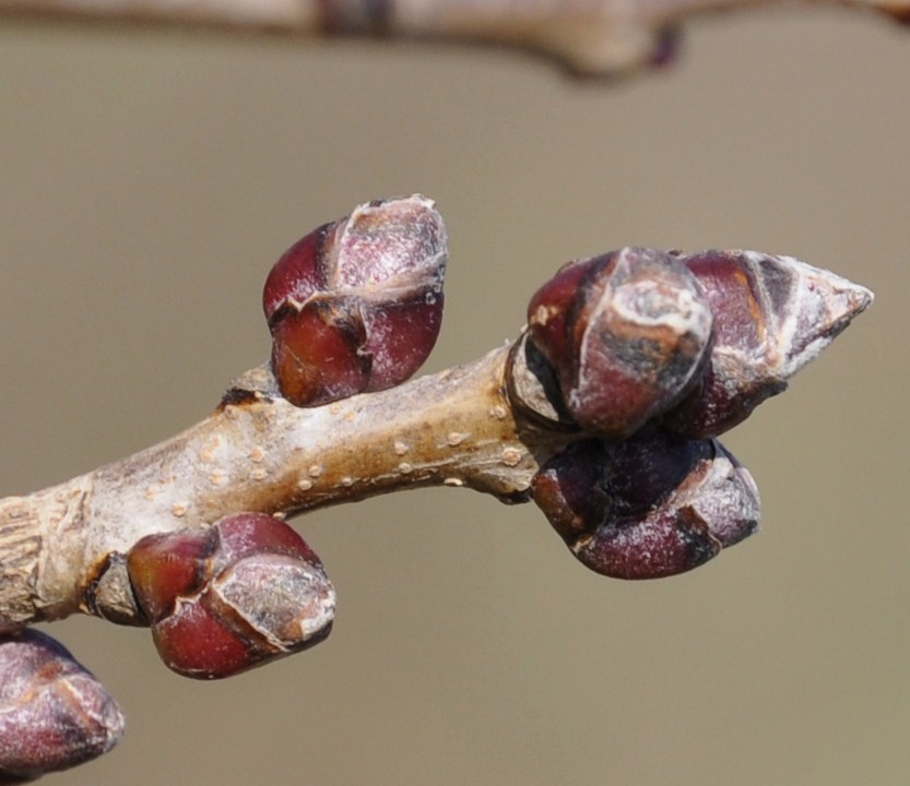 Image of Pistacia terebinthus specimen.