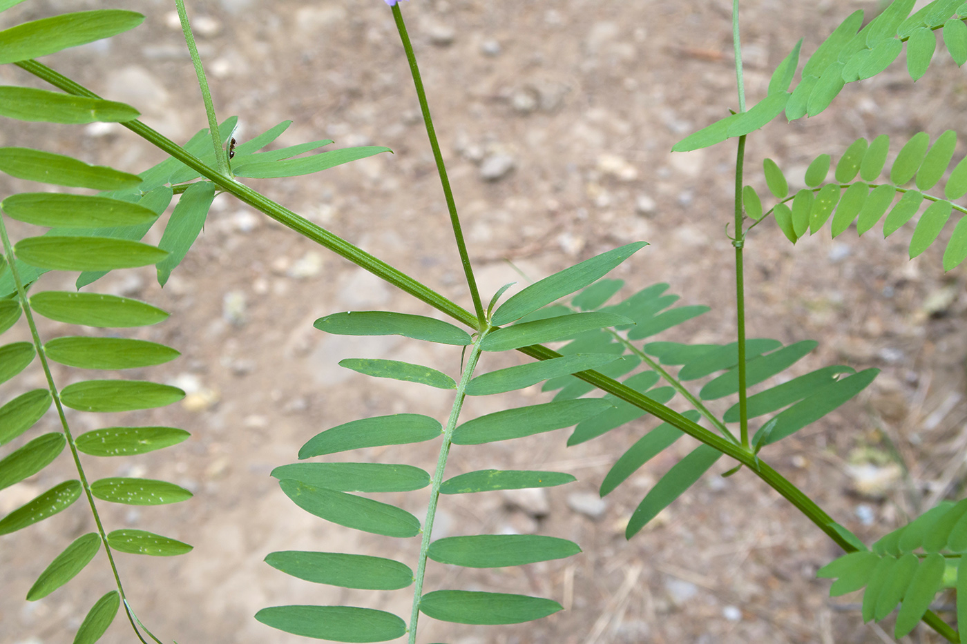 Image of Vicia cracca specimen.